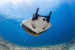Giant Pacific Manta Ray circling the small rock island of... by Nick Polanszky 